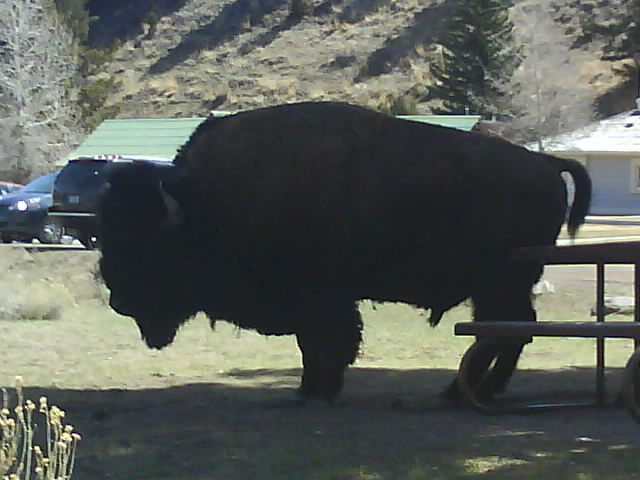 008 Bison Yellowstone NP 19th Apr.jpg